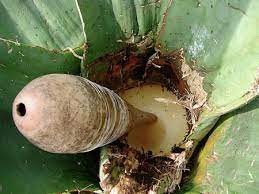 Aguamiel de Maguey néctar Ancestral Mexicano