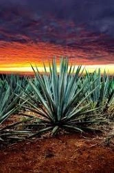 La creciente demanda del agave y su impacto